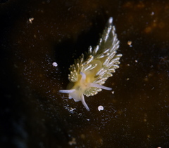 Diaphoreolis viridis