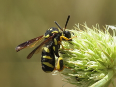 Leucospis gigas