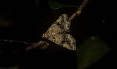 Pyripnoa auricularia