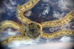 Amphiodia occidentalis
