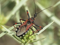 Rhynocoris cuspidatus
