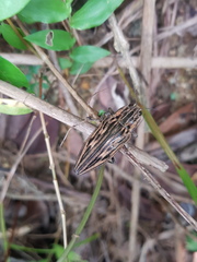 Chalcophora japonica