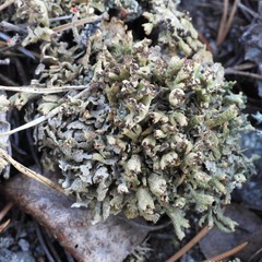 Cladonia strepsilis