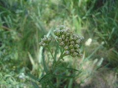 Achillea ptarmicoides