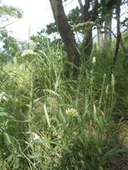 Achillea ptarmicoides