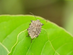 Glypsus