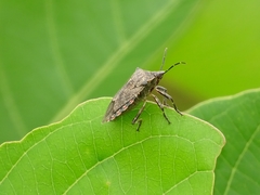 Glypsus
