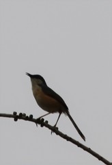 Prinia socialis