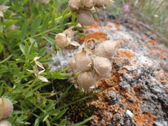 Oxytropis leucotricha