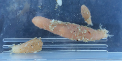 Leptosynapta albicans
