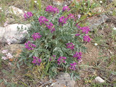 Oxytropis nitens