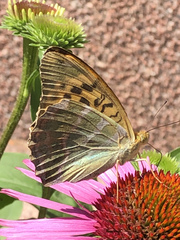 Argynnis paphia