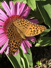 Argynnis paphia