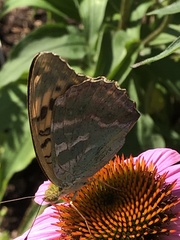 Argynnis paphia