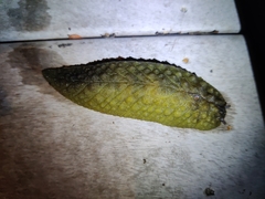 Athoracophorus papillatus