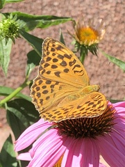 Argynnis paphia