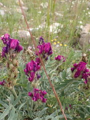 Oxytropis nitens