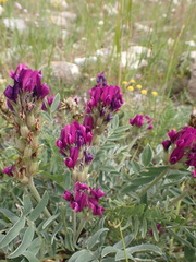 Oxytropis nitens