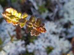Gonocarpus aggregatus