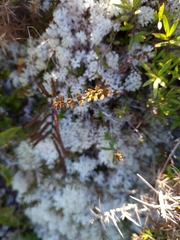 Gonocarpus aggregatus