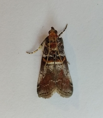 Acrobasis advenella