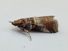 Acrobasis advenella