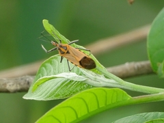 Pseudophonoctonus paludatus