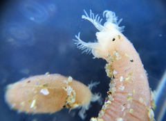Leptosynapta albicans