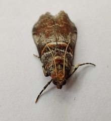 Acrobasis advenella