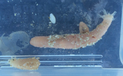 Leptosynapta albicans