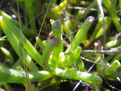 Carpobrotus muirii