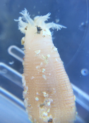 Leptosynapta albicans