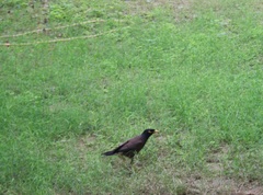 Acridotheres tristis