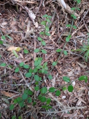 Gonocarpus aggregatus