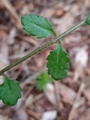 Gonocarpus aggregatus