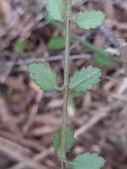 Gonocarpus aggregatus
