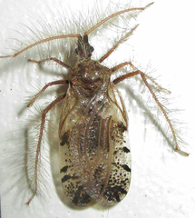 Holoptilus nebulosus