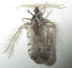 Holoptilus nebulosus