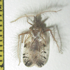 Holoptilus nebulosus
