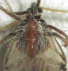 Holoptilus nebulosus