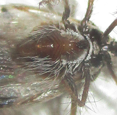 Holoptilus nebulosus
