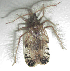 Holoptilus nebulosus
