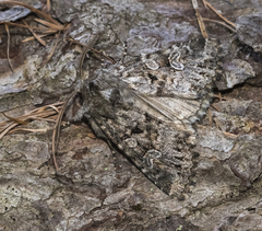 Pachetra sagittigera