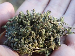 Cladonia strepsilis