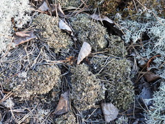 Cladonia strepsilis