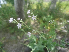 Gypsophila pacifica