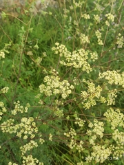 Peucedanum alsaticum