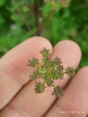 Peucedanum alsaticum