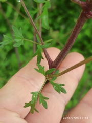 Peucedanum alsaticum
