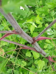 Peucedanum alsaticum